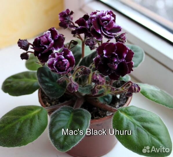 Продам укорененные детки сортовых фиалок 5