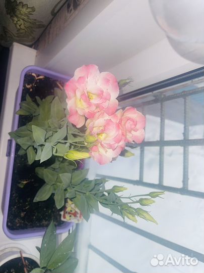 Рассада эустомы