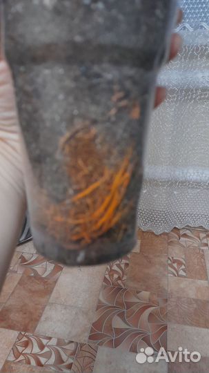 Сансевиерия