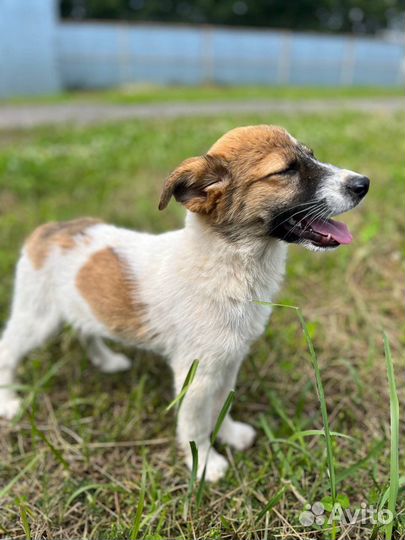 Малышка Молли ищет дом