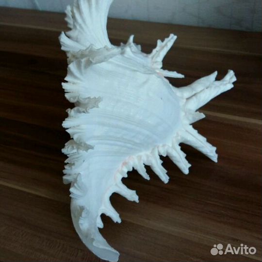 Ракушки морские