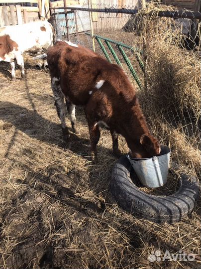 Коровы, тёлка