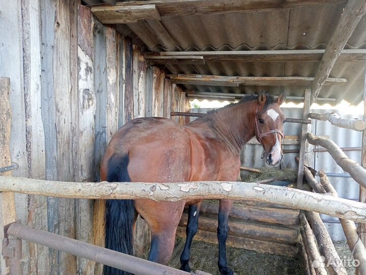 Жеребчика 2х летки с откорма