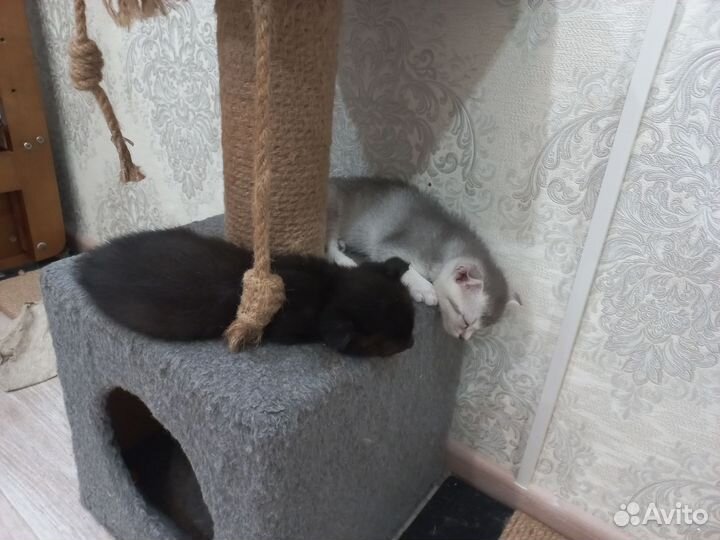 Шотландские котята