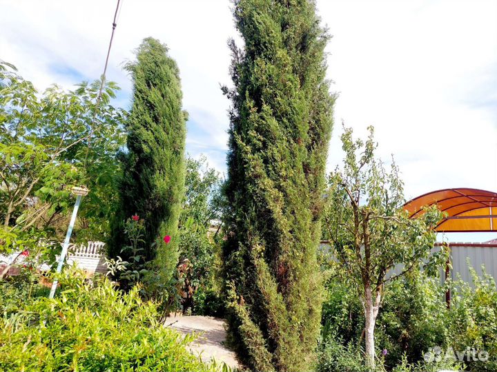 Саженцы кипариса. Альбиция ленкоранская