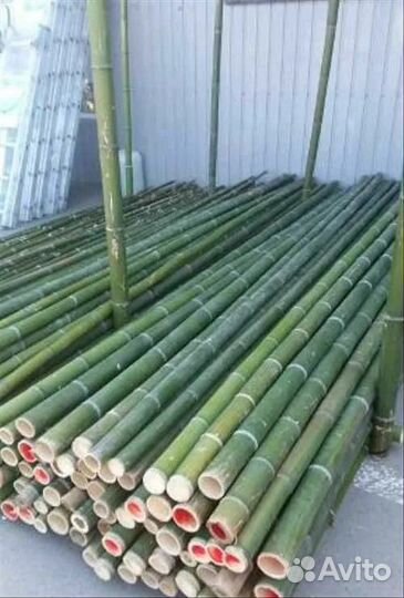 Бамбук корни и стволы