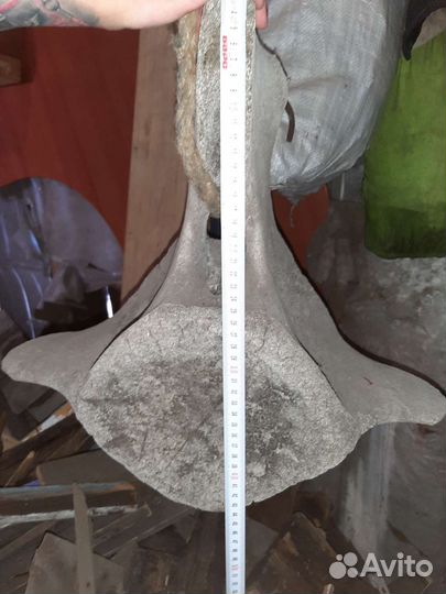 Древняя кость (позвонок)