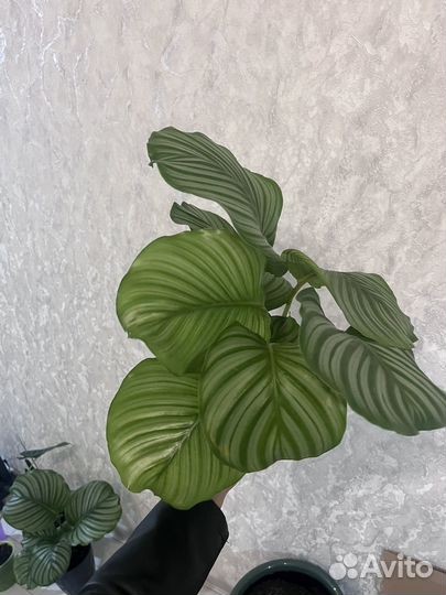 Калатея орбифолия