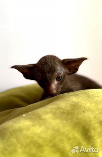 Ориентальная