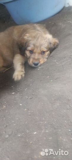 Отдам щенка в хорошие руки