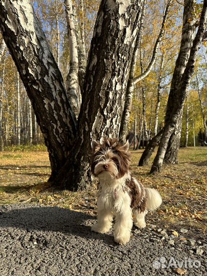 Вязка Биро йорк