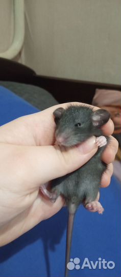 Декоративная крыса дамбо