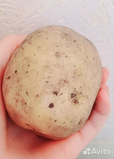 Картофель крупный