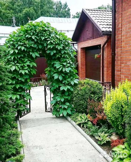 Саженцы дикого винограда