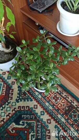 Комнатные растения