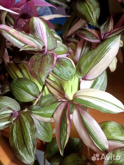 Традесканция зебрина дисколор мультиколор