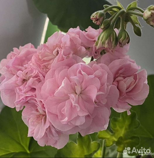 Пеларгония герань сортовая