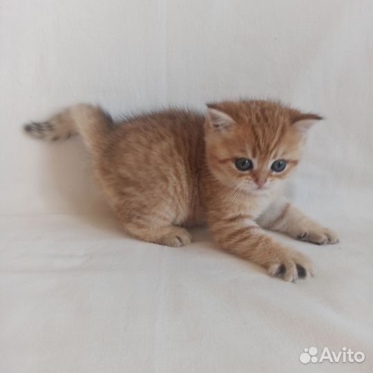 Шотландский котик
