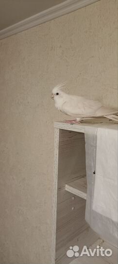 Попугай корелла девочка