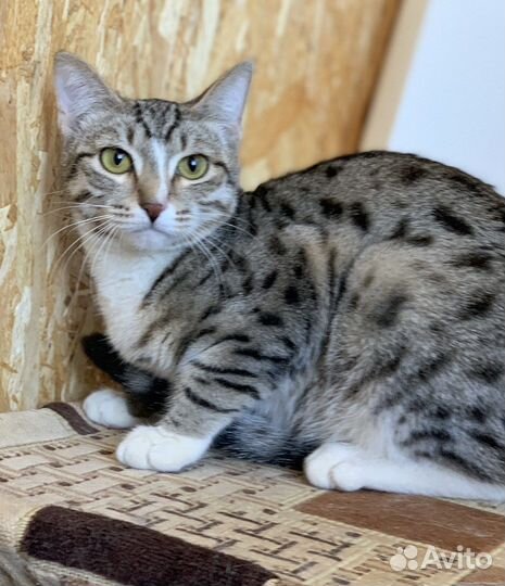 Кошки бесплатно