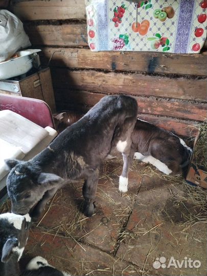 Бычки мясная порода