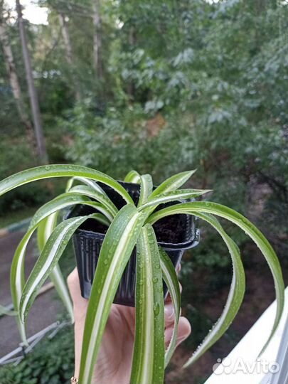 Хлорофитум кудрявый