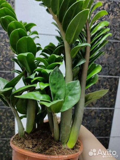 Замиокулькас зензи