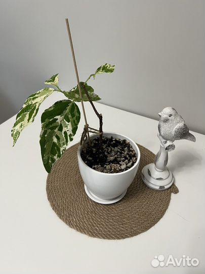 Фикус Эректа