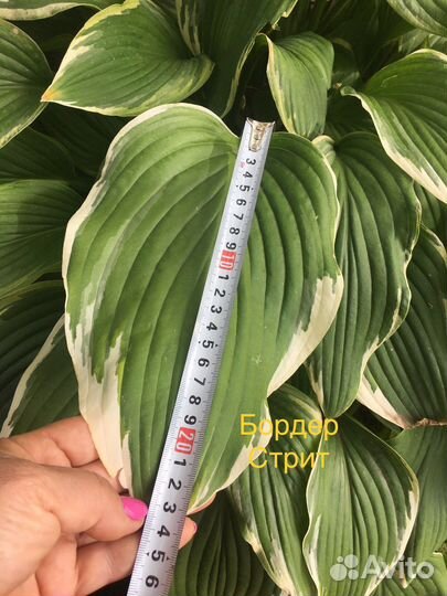 Саженцы хосты