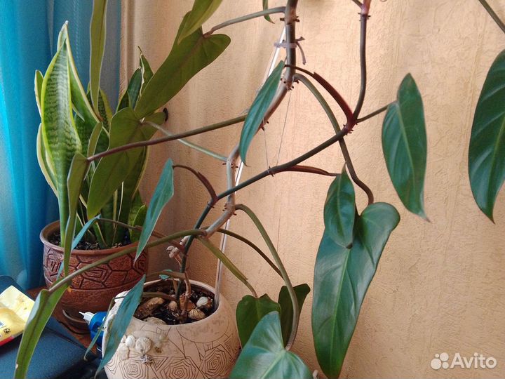 Комнатные цветы