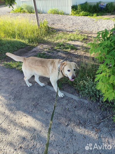 Кобель лабрадора вязка, Обьгэс