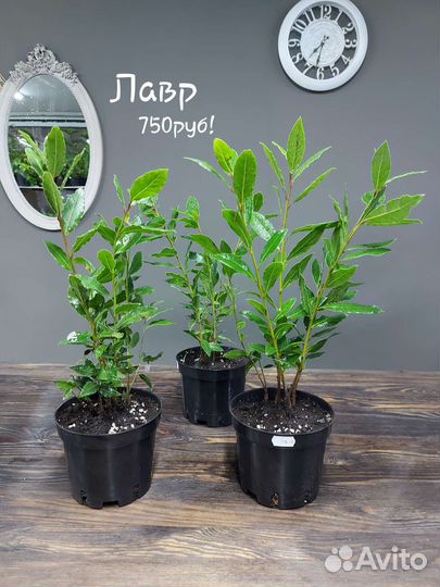 Лавр, лавровый лист