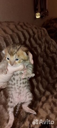 Бенгальская кошка