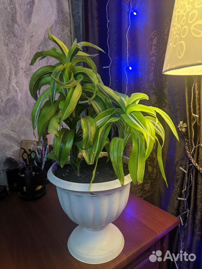 Комнатные растения цветы