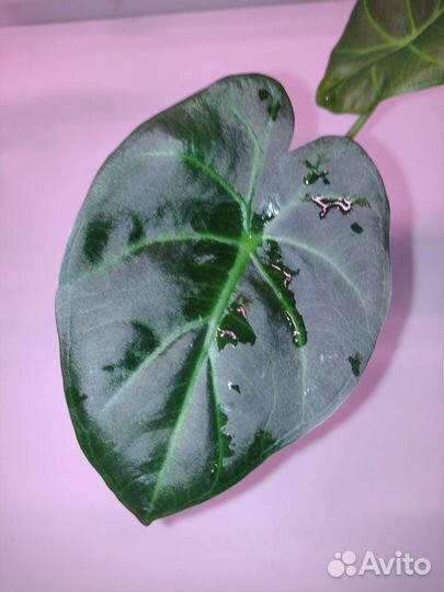 Алоказия регал шилдс