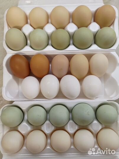 Инкубационное яйцо кур несущих цветные яйца
