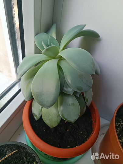 Сансевиерия лауренти