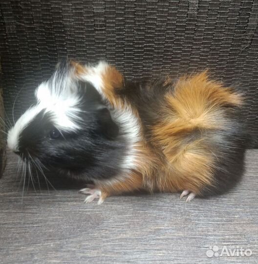 Морская свинка