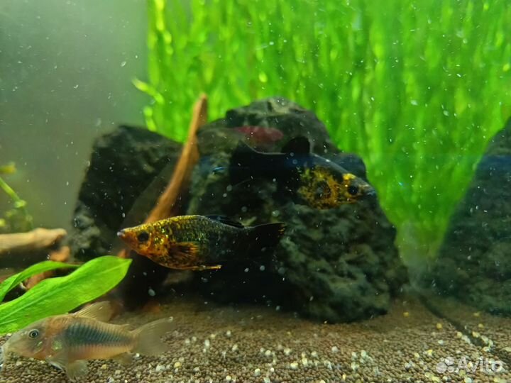 Моллинезия черно-желтая и гуппи
