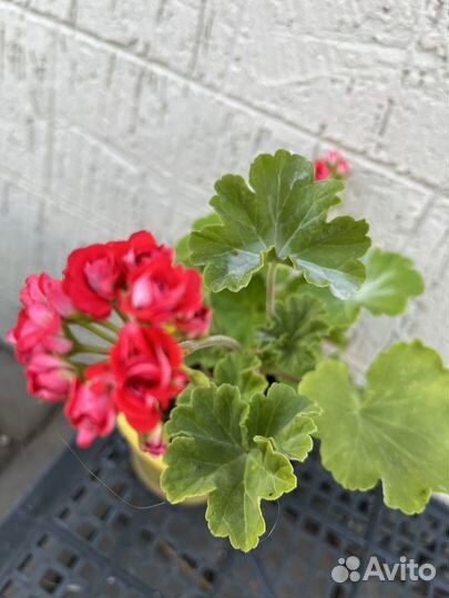 Пеларгония герань