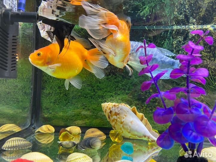 Аквариум с рыбами