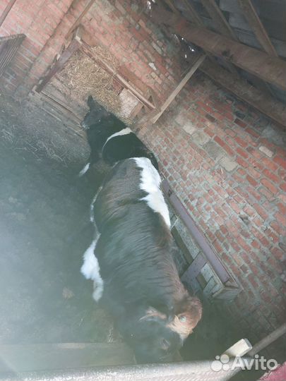 Бычки и телята