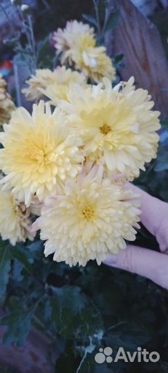 Многолетние цветы