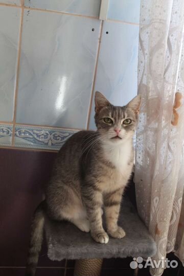 Самая ласковая кошечка