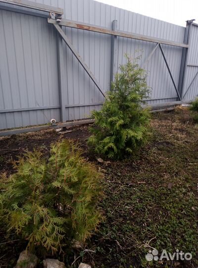 Туи смарагд