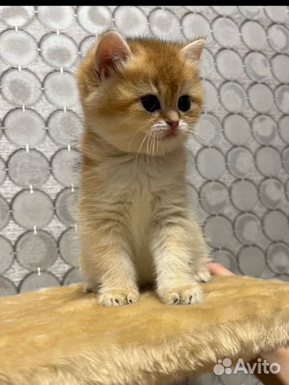 Золотая шиншилла ny 12 девочка