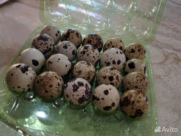 Яйцо перепелиное