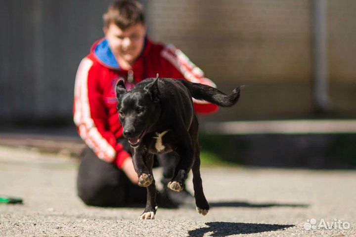 Собака в добрые руки отдам бесплатно