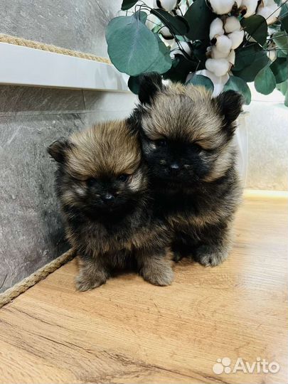 Щенки шпица