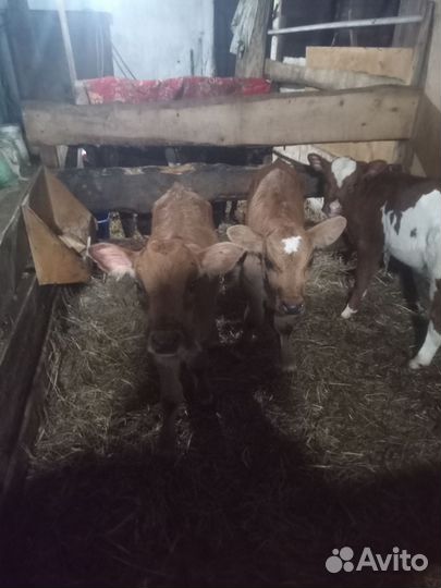 Телята телочки